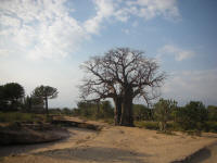 baobab.jpg