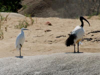 egretta-ibis.jpg