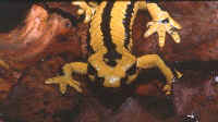Salamandra fastuosa dtail