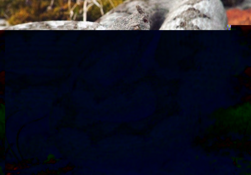 Vipera ammodytes, Krasno Polje