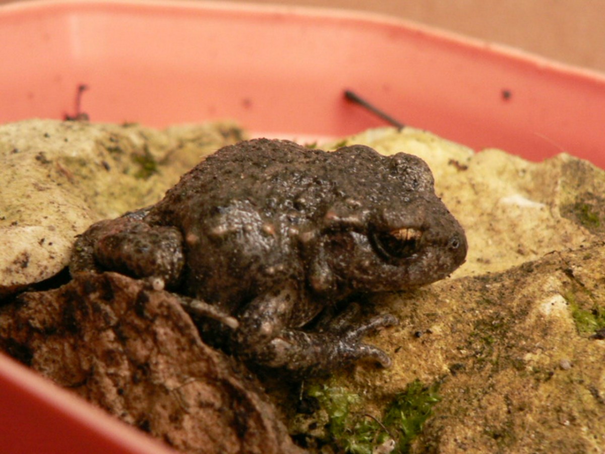 P1330300.JPG (235 Kio) Vu 26799 fois Alyte