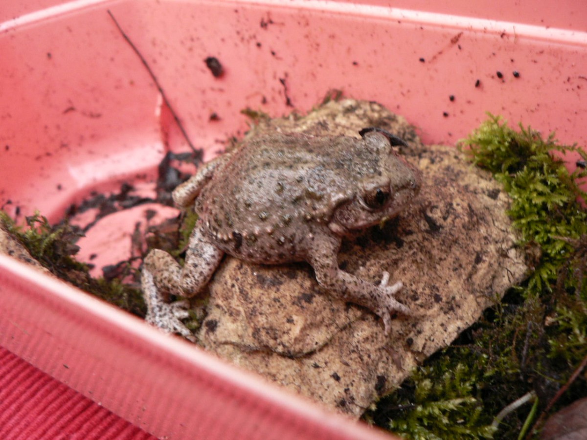 P1330348.JPG (213.14 Kio) Vu 26799 fois Alyte