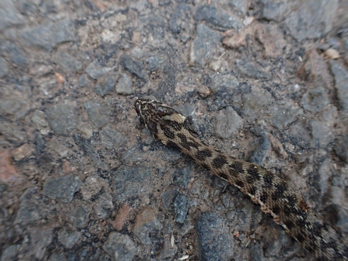 Couleuvre_sp_AID (2).JPG