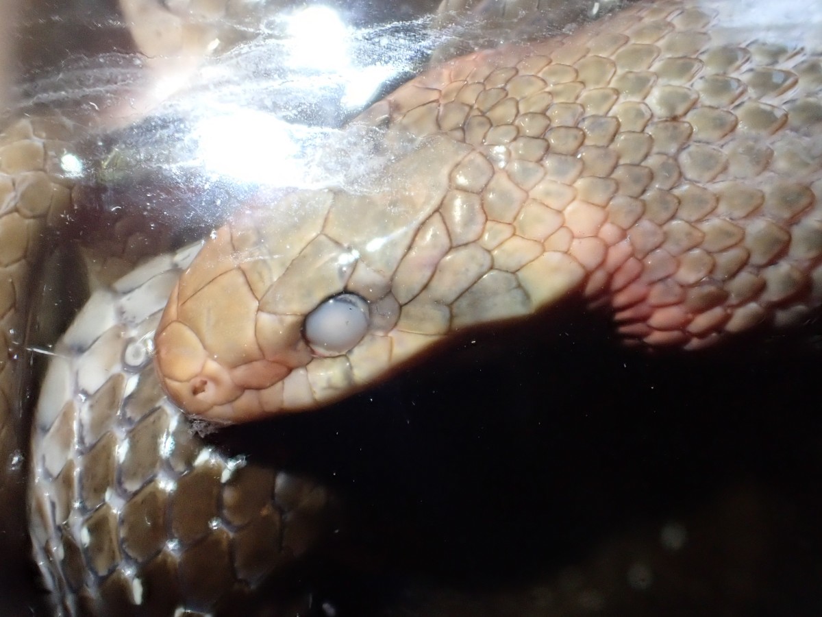 Couleuvre_esculape_La Cardonnié.JPG