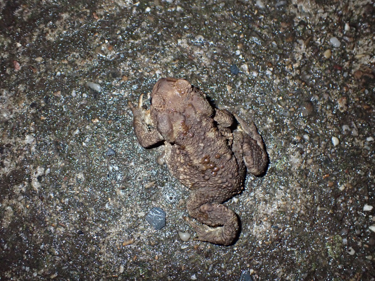 Bufo bufo_femelle_cardonnié (2).JPG