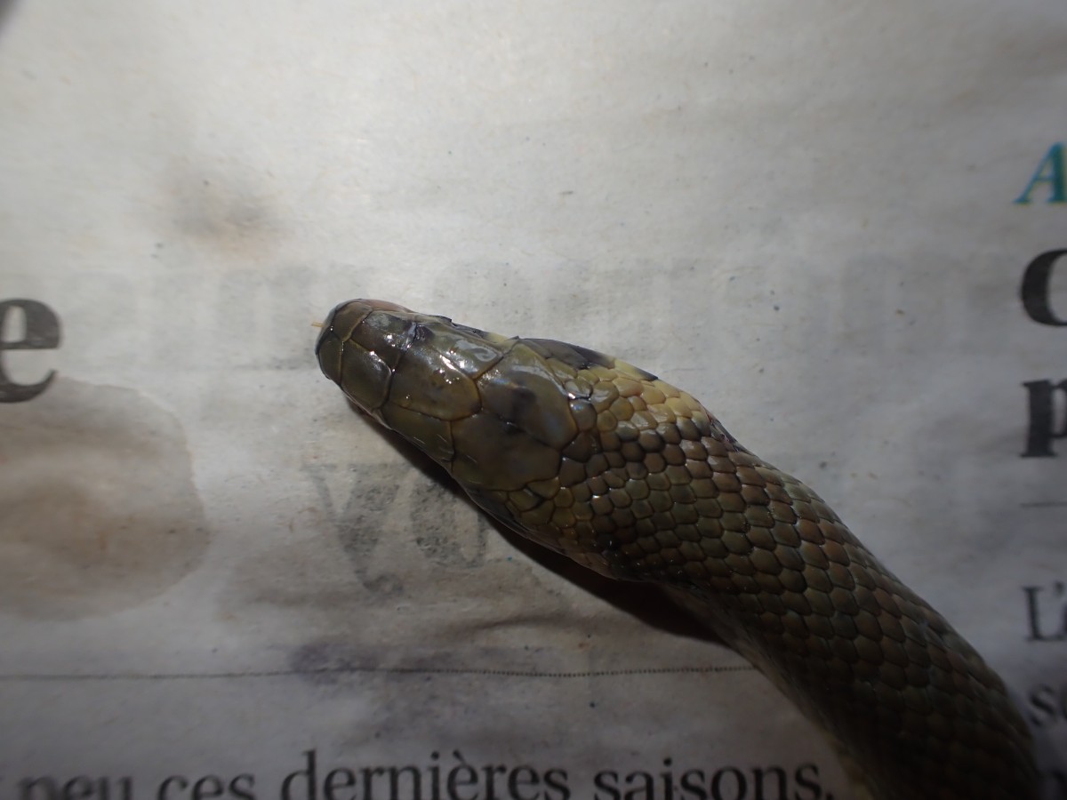 couleuvre (4).JPG