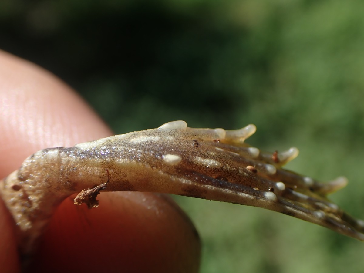 Pelophylax ridibundus_ACONF_Prade_Montirat (1).JPG