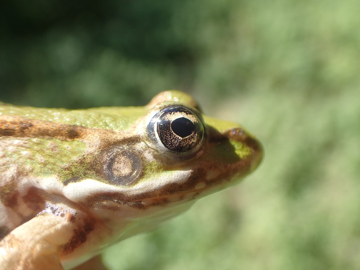 Pelophylax ridibundus_ACONF_Prade_Montirat (2).JPG