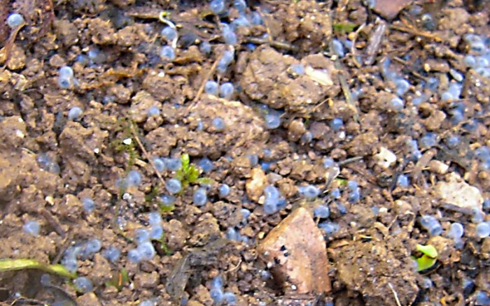 petits Oeufs de quoi ?