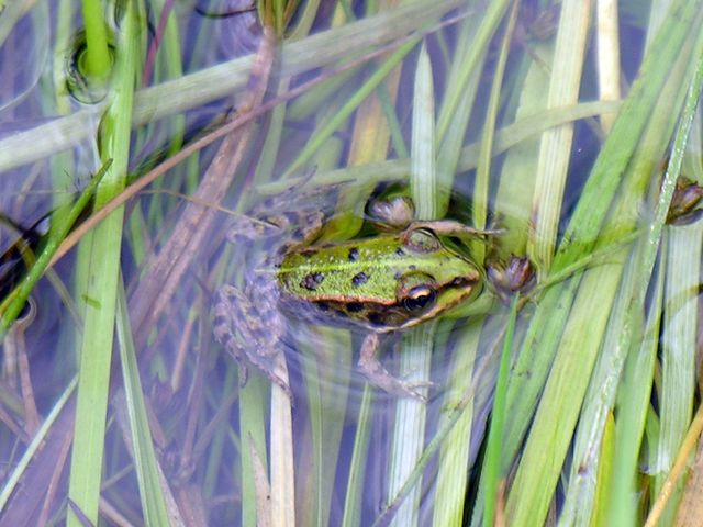 Cerknisko Polje (563) 16-08-2008 34.JPG