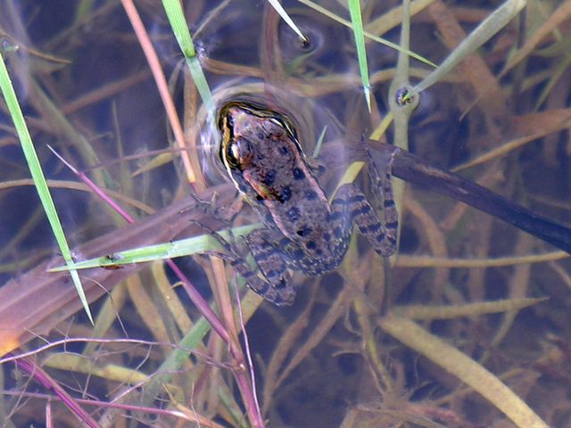 Cerknisko Polje (563) 16-08-2008 36.JPG