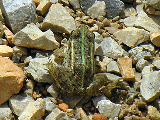 Cerknisko Polje (563) 16-08-2008 71.JPG
