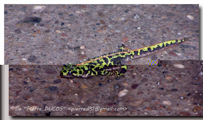 Triton marbré (Triturus marmoratus) de P.Ducos