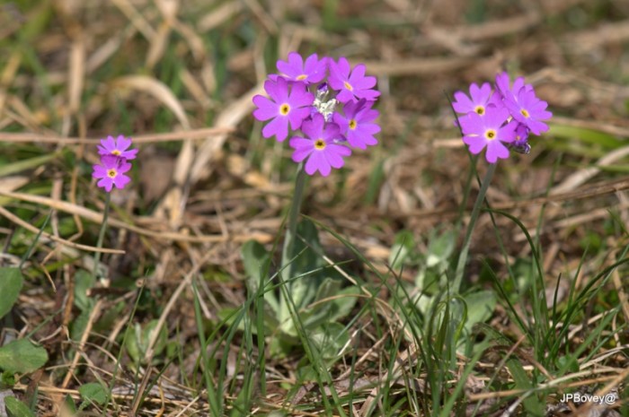 Primevère de Haller," Primula Halleri " région calcaire entre 1001 et 2000 m. qui ressemble a la primevère farineuse "Primula farinosa" le dessous de feuilles aspect farineux d’où son mon, elle se plaît dans les régions marécageuses.