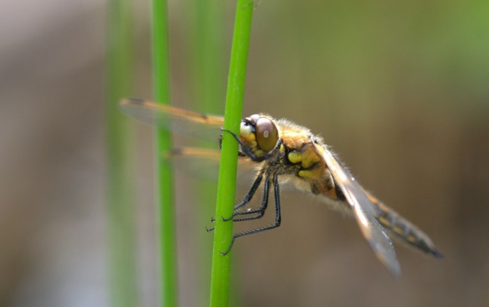 DSC_8648 [1024x768].jpg