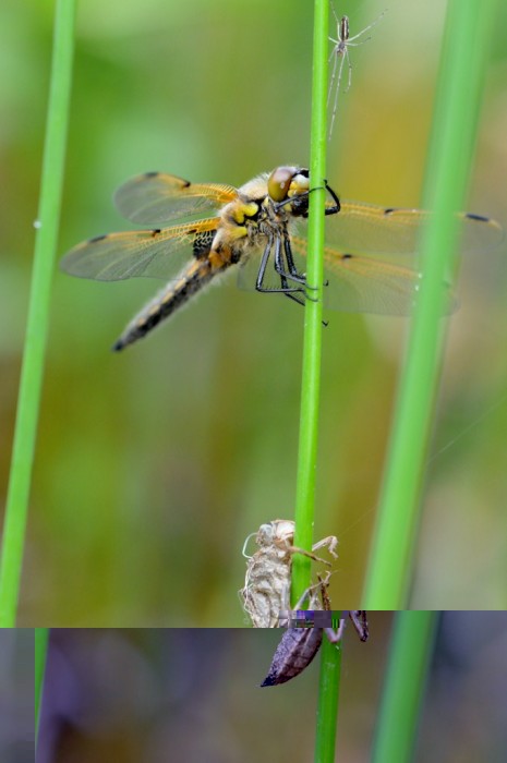 DSC_8663 [1024x768].jpg