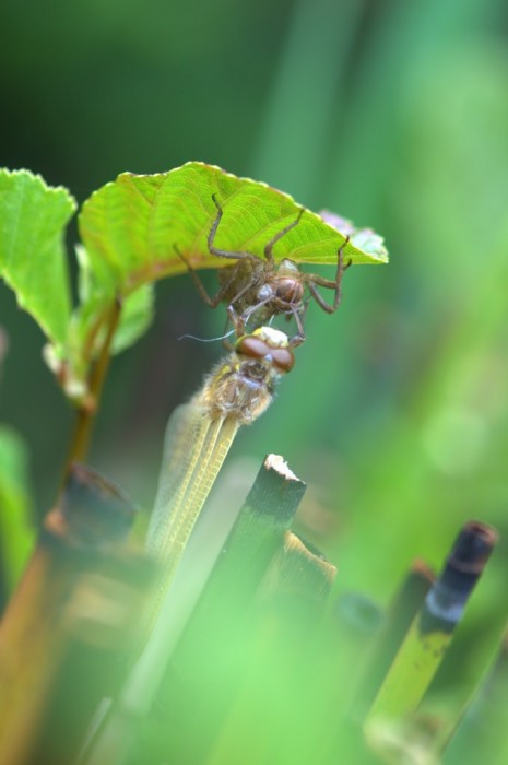 DSC_8830 [1024x768].jpg