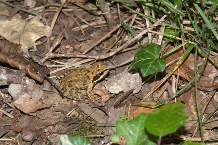 Grenouille agile "Rana dalmatina" une seul image perdue dans les herbes