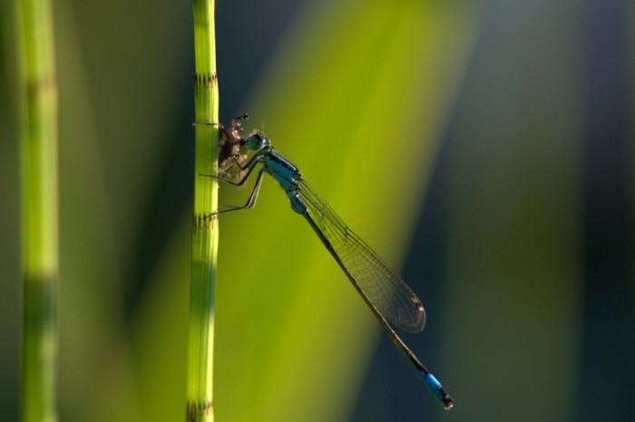 Agrion élégant "Ischnura elegans" en plein repas