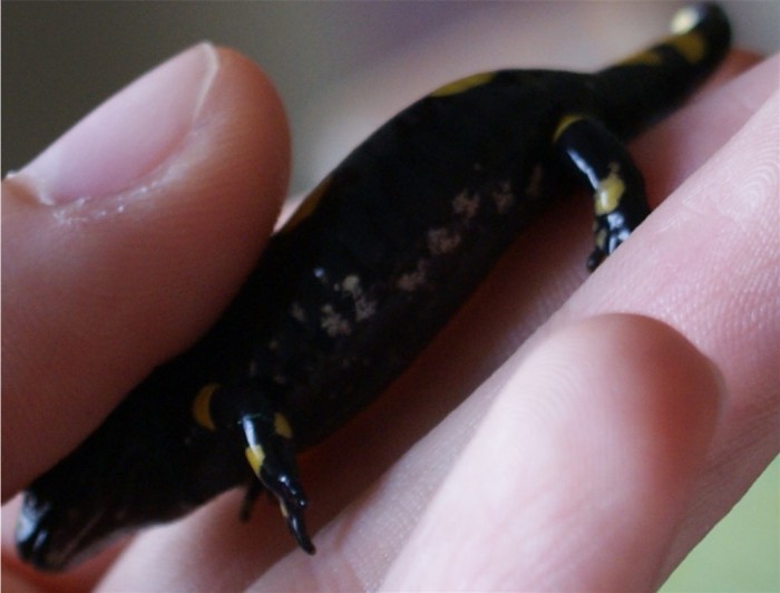 DSC01073.JPG (130.08 Kio) Vu 17371 fois Taches claires et non régulières sur le ventres