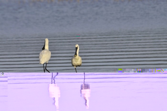 Spatule jouant à cloche pieds.