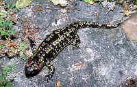 Salamandra S. gallaica