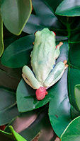Agalychnis-prolapsus.jpg