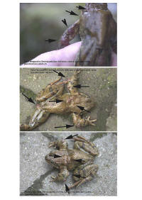 images de l'infection
