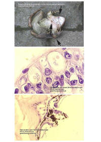 images de l'infection et dtail cellulaire