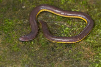 Ichthyophis2.jpg