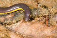Ichthyophis3.jpg
