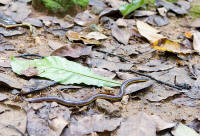 Ichthyophis4.jpg