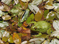RanaS1.jpg