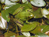 RanaS2.jpg