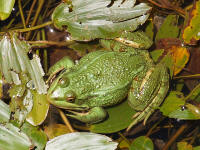 RanaS3.jpg