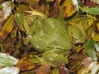 RanaS4.jpg