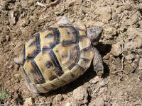 Testudo terrestris ibera