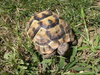 Testudo terrestris ibera