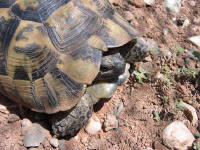 Testudo terrestris ibera