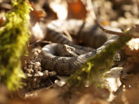 Vipera_aspisII.jpg