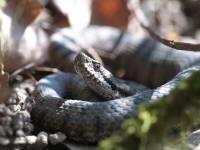 Vipera_aspis.jpg