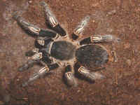 aphonopelma seemani femelle