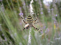 argiope fascie