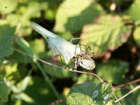 argiope enserrant une proie
