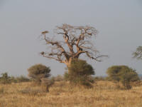 baobabT.jpg