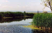 biotope hyla bombina