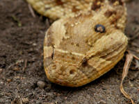 bitis1T.jpg