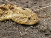 bitis2T.jpg