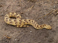 bitis3T.jpg