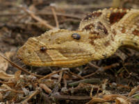 bitis4T.jpg